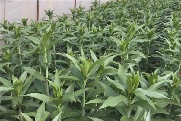 百合剪枝后会发芽吗，不对种球造成损害就能再次萌发新芽