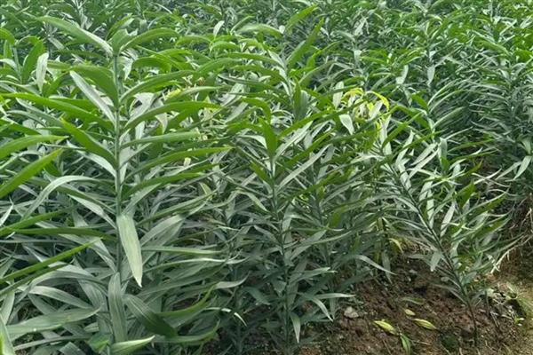 百合剪枝后会发芽吗，不对种球造成损害就能再次萌发新芽