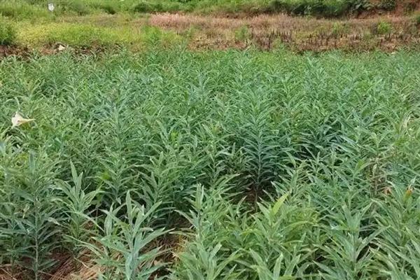 百合剪枝后会发芽吗，不对种球造成损害就能再次萌发新芽