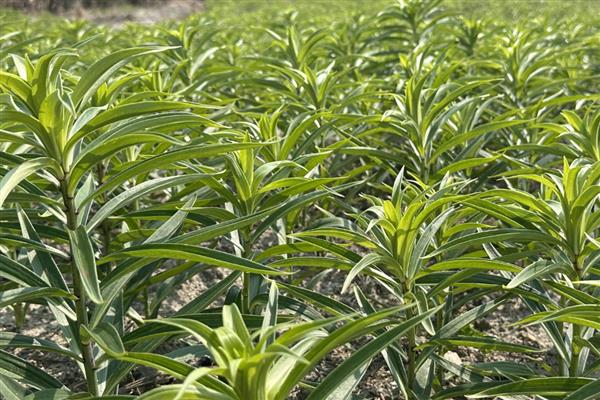 百合剪枝后会发芽吗，不对种球造成损害就能再次萌发新芽