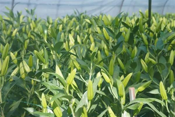 百合剪枝后会发芽吗，不对种球造成损害就能再次萌发新芽