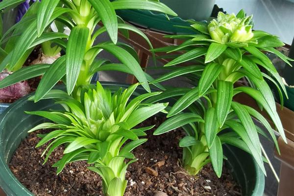 百合剪枝后会发芽吗，不对种球造成损害就能再次萌发新芽