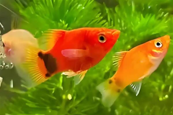 米奇鱼怎么判断有没有小鱼,其腹部会变大