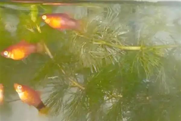 米奇鱼怎么判断有没有小鱼,其腹部会变大