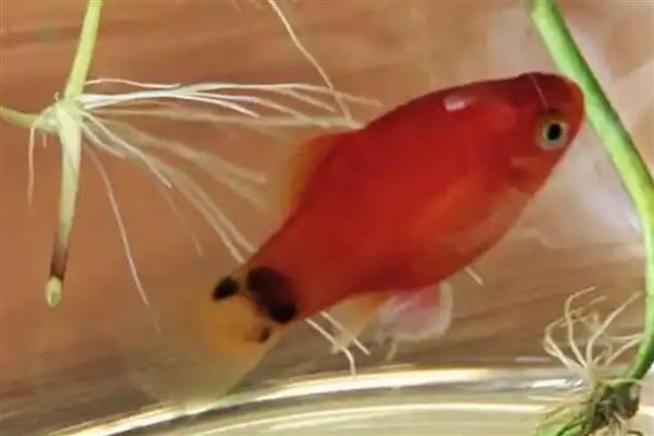 米奇鱼怎么判断有没有小鱼,其腹部会变大