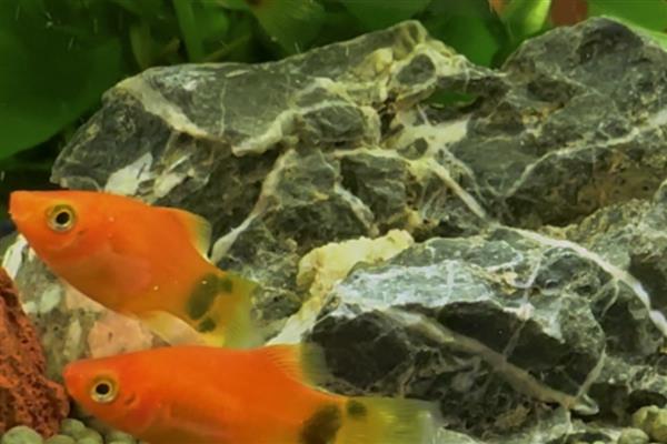 米奇鱼怎么判断有没有小鱼,其腹部会变大