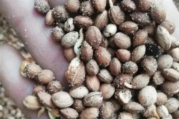 樱花种子怎样催芽,首先要浸种处理