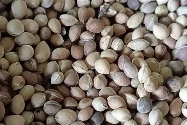 樱花种子怎样催芽,首先要浸种处理