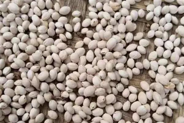 樱花种子怎样催芽,首先要浸种处理