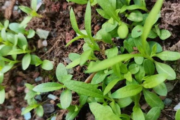 樱花种子怎样催芽,首先要浸种处理