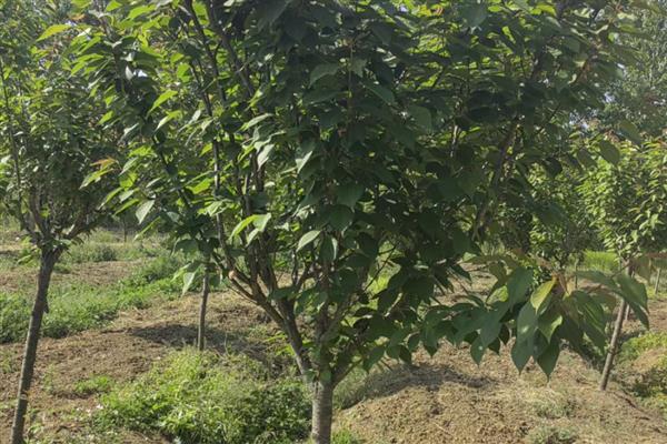 樱花种子怎样催芽,首先要浸种处理