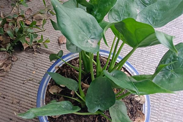 滴水观音的毒性大不大,触碰汁液会引发皮肤红肿等症状