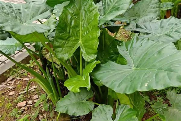 滴水观音的毒性大不大,触碰汁液会引发皮肤红肿等症状