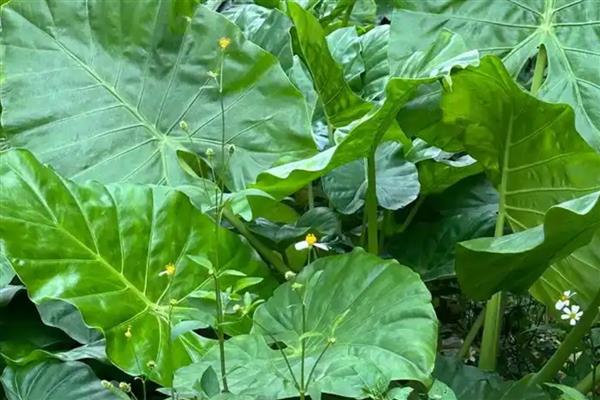 滴水观音的毒性大不大,触碰汁液会引发皮肤红肿等症状