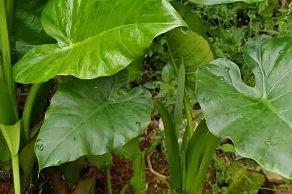 滴水观音的毒性大不大,触碰汁液会引发皮肤红肿等症状