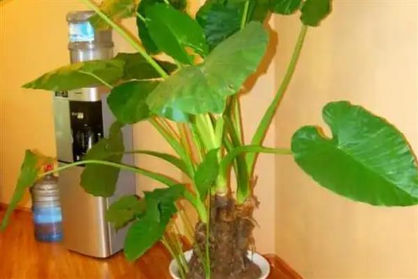 滴水观音的毒性大不大,触碰汁液会引发皮肤红肿等症状