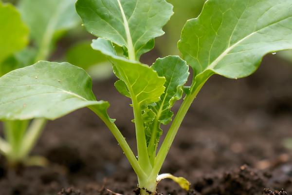 怎样保证秋季油菜高产，要注意防虫害、弱苗等