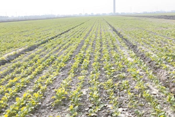 怎样保证秋季油菜高产，要注意防虫害、弱苗等
