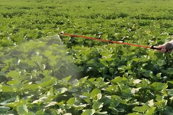 怎样保证秋季油菜高产，要注意防虫害、弱苗等