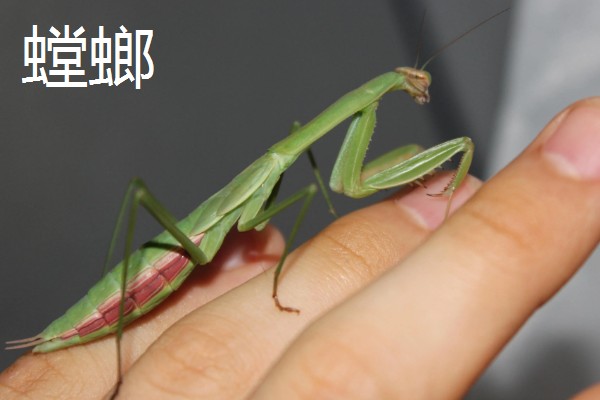 常见的益虫,有蜻蜓、螳螂等