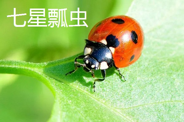 常见的益虫,有蜻蜓、螳螂等