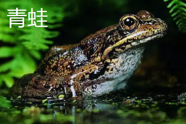 常见的益虫,有蜻蜓、螳螂等