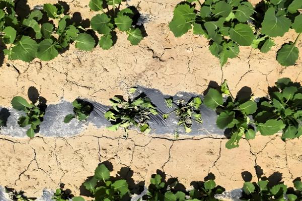 怎样保证秋季油菜高产，要注意防虫害、弱苗等