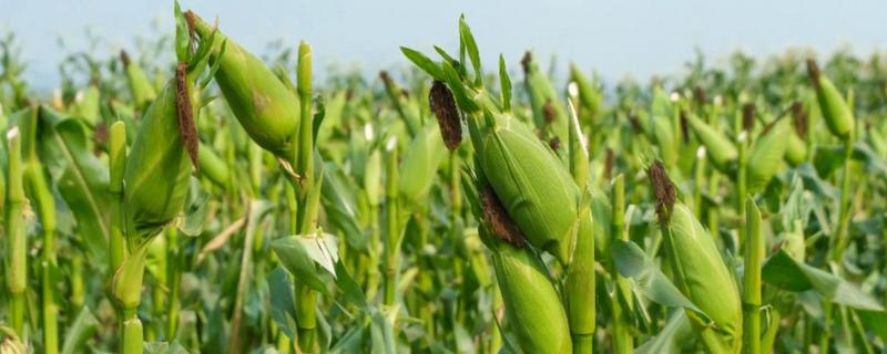 蠡甜2号玉米种的简介，出苗至采收需要82天