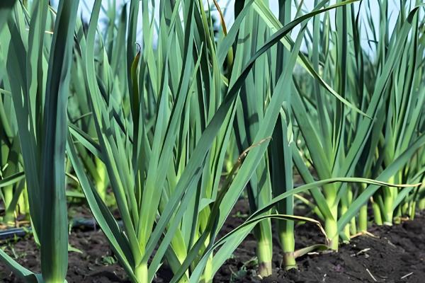 大蒜花叶病怎么防治,饱满的蒜种具有更强的抗病力
