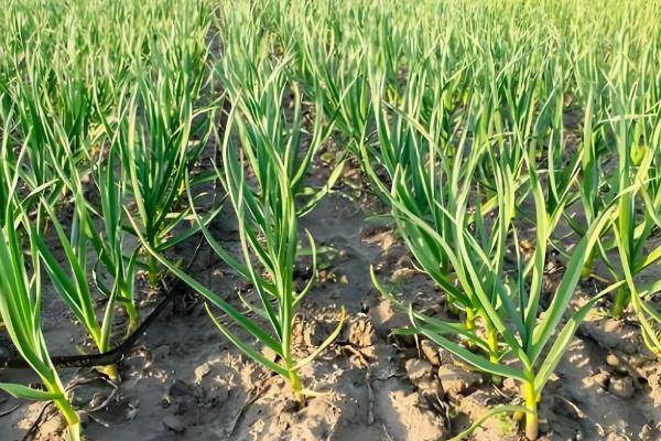 大蒜花叶病怎么防治,饱满的蒜种具有更强的抗病力