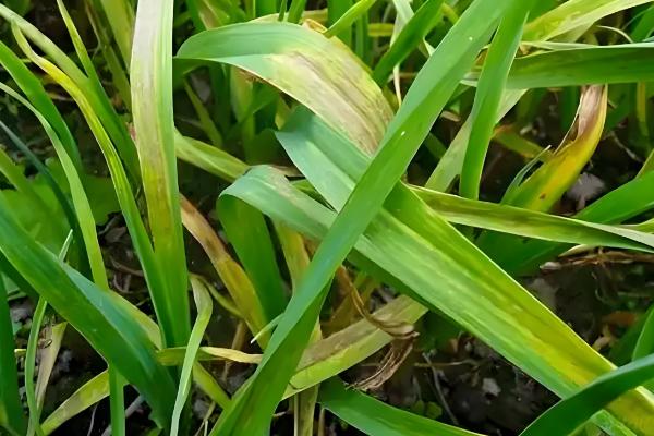 大蒜花叶病怎么防治,饱满的蒜种具有更强的抗病力