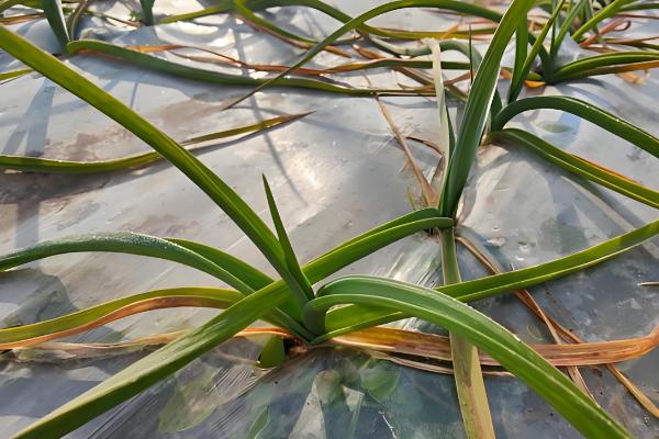 大蒜花叶病怎么防治,饱满的蒜种具有更强的抗病力