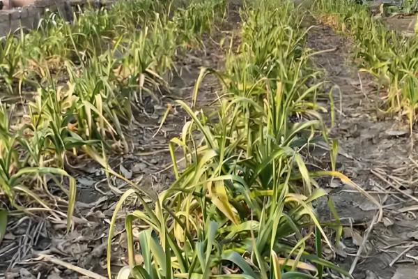 大蒜花叶病怎么防治,饱满的蒜种具有更强的抗病力