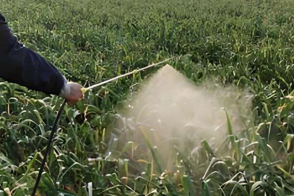 大蒜花叶病怎么防治,饱满的蒜种具有更强的抗病力