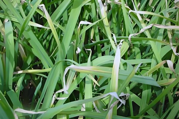 大蒜花叶病怎么防治,饱满的蒜种具有更强的抗病力