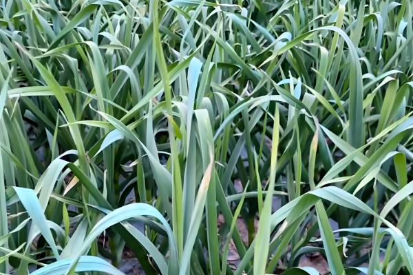 大蒜花叶病怎么防治,饱满的蒜种具有更强的抗病力