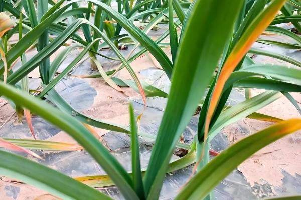 大蒜花叶病怎么防治,饱满的蒜种具有更强的抗病力