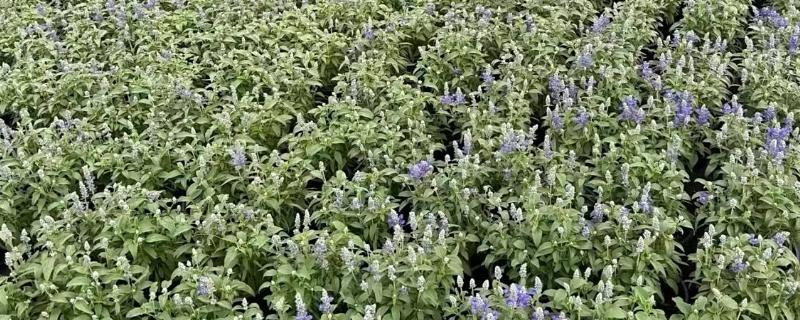 鼠尾草的种植方法，每隔15天追施一次尿素