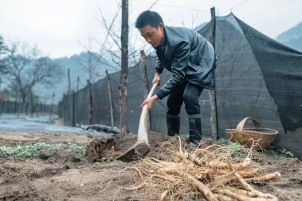 鲜西洋参的保存方法，可保存在密闭的缸内