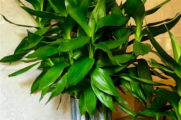 富贵竹的价格,不同种类的富贵竹价格不相同