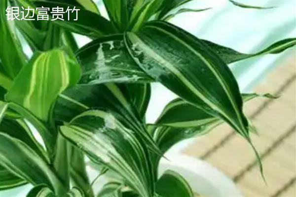 富贵竹的价格,不同种类的富贵竹价格不相同