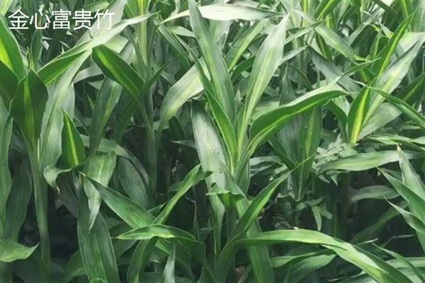 富贵竹的价格,不同种类的富贵竹价格不相同