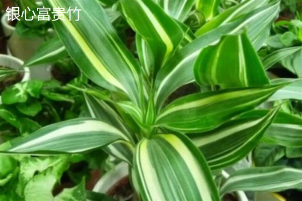 富贵竹的价格,不同种类的富贵竹价格不相同