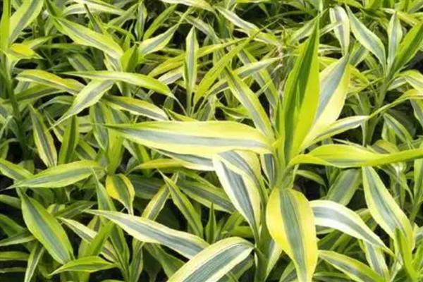 富贵竹的价格,不同种类的富贵竹价格不相同