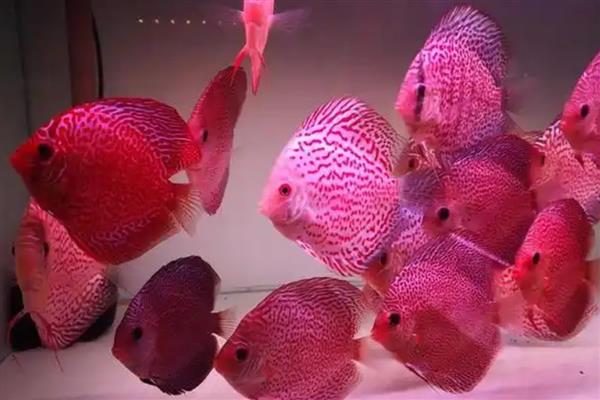 七彩神仙鱼的食物,饲喂含面包虫、黄粉虫等饵料