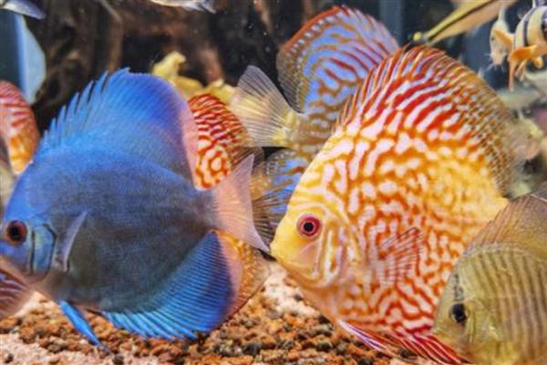 七彩神仙鱼的食物,饲喂含面包虫、黄粉虫等饵料