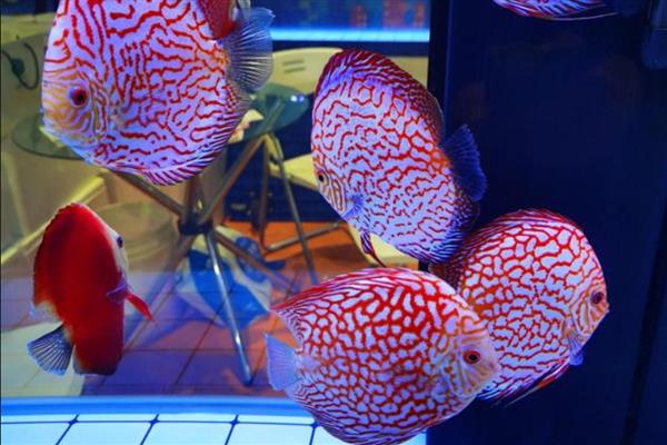 七彩神仙鱼的食物,饲喂含面包虫、黄粉虫等饵料