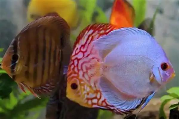 七彩神仙鱼的食物,饲喂含面包虫、黄粉虫等饵料
