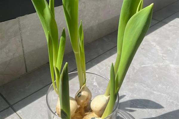 水培郁金香能不能留种，花朵开败后种球就会死亡