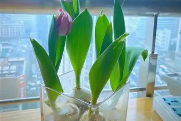 水培郁金香能不能留种，花朵开败后种球就会死亡